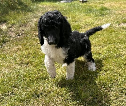 Image 10 of Kc Reg Standard poodle pups 1 Apricot boy & 1 Tuxedo girl