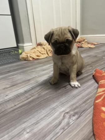 Image 2 of KC Registered Pug puppies for sale