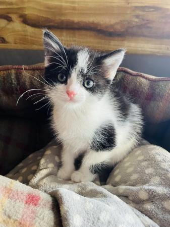 Image 5 of READY TO LEAVE!! Black and white male kittens for sale