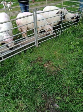 Image 11 of Pedigree blacknose Valais breeding ewes a family of 4