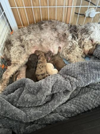 Image 2 of Cockapoo puppies looking for their forever home