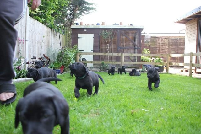 Image 8 of Kc reg black labrador retriever puppies