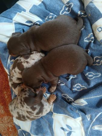 Image 2 of 4 beautiful Dachshund pups
