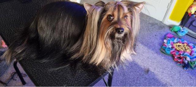 Image 6 of Colored Yorkshire Terrier,Pedigree ,KC REGISTERED in Germany