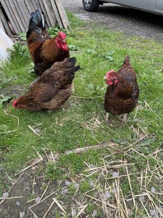 Image 1 of Trio of gold laced Wyandottes