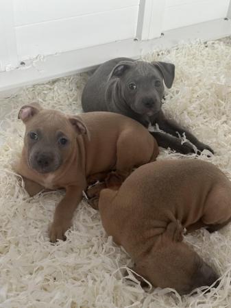 Image 7 of Staffordshire bullterrier pups ready to leave today