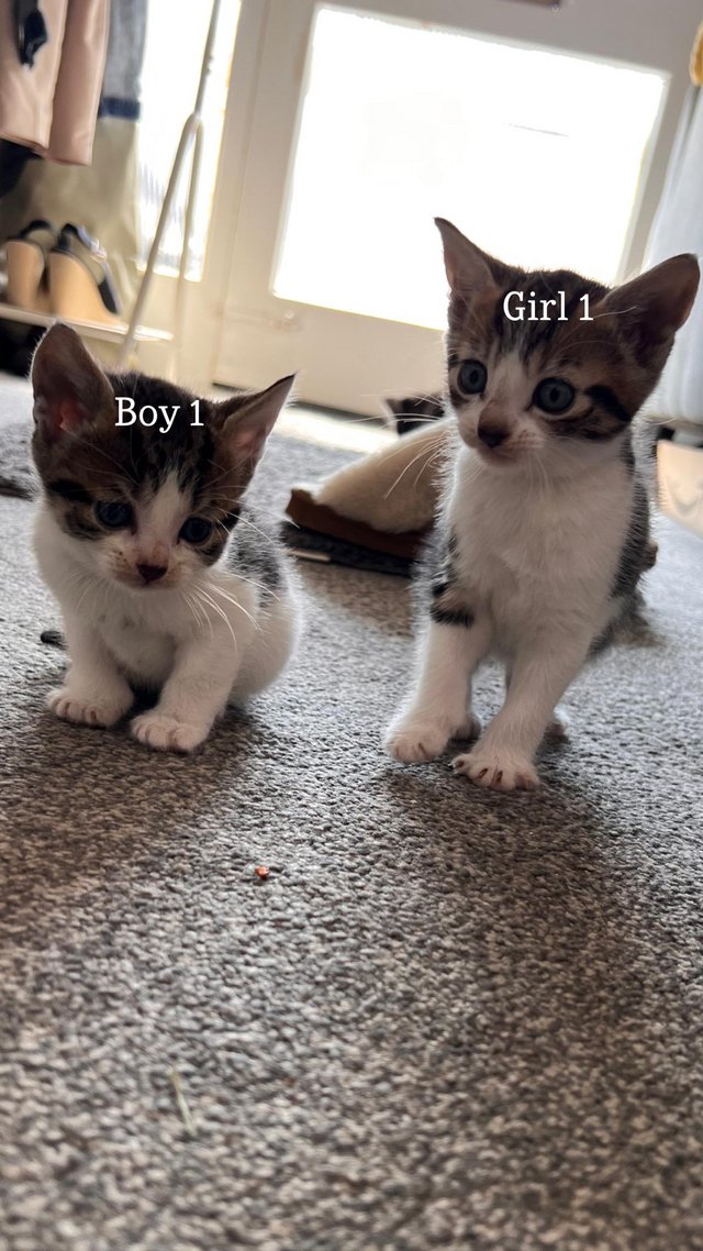 Preview of the first image of Tabby & White kittens for sale.