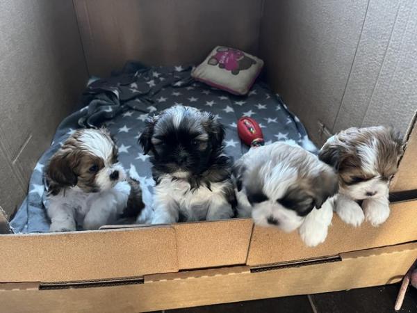 Image 1 of Beautiful Teddy Bear puppies 2 Boys and 2 Girls
