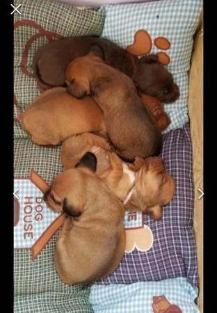 Image 18 of Smooth dachshund puppies