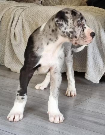Image 4 of Kc reg extensively health tested Great dane pups