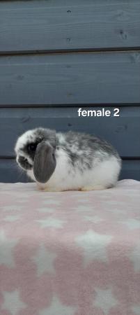 Image 2 of Gorgeous mini lop rabbits ready to leave