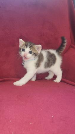 Image 1 of RESERVED - beautiful polydactyl (extra toes) kitten