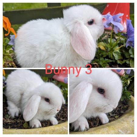 Image 3 of 2 adorable mini-lop bunnies looking forever homes NOW