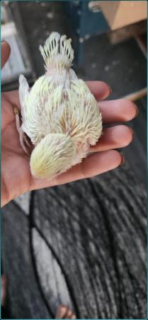 Image 5 of Tame baby budgies hand read