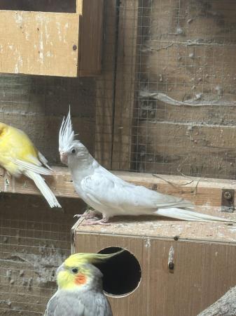 Image 4 of Beautiful male cockatiel for sale