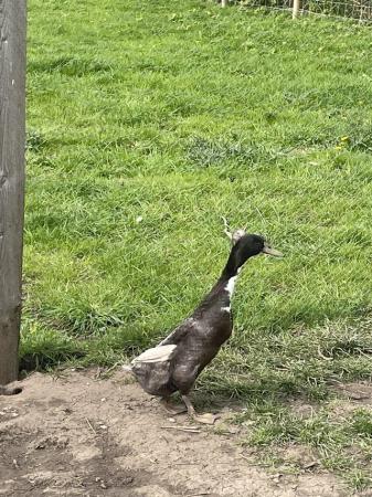 Image 1 of Crested drake runner duck for sale