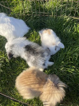 Image 4 of Baby lion lop rabbits for sale