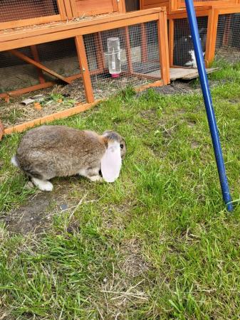 Image 4 of Giant full pedigree French lop baby rabbits