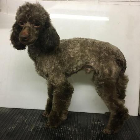 Image 1 of Chocolate toy poodle at stud