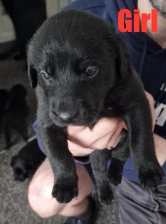 Image 2 of Black Lab x Collie-Lurcher Puppies, 4 girls left