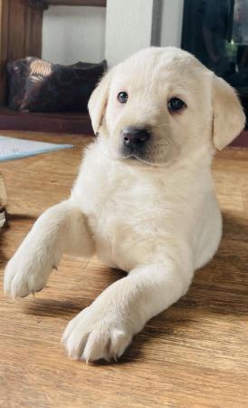Image 6 of Labrador Puppies, KC Registered, Helsby , Cheshire