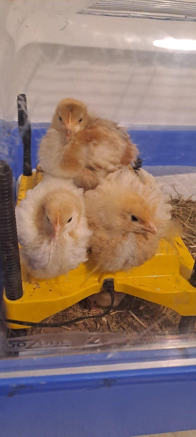 Preview of the first image of 23 days old Rhode Island red chick Roosters for Sale.