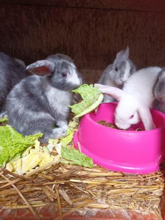 Image 5 of 8wks old gorgeous Mini lops £30 each or two for £55