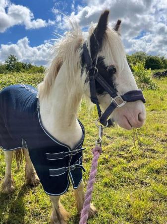 Image 13 of Easy Cob Foal etm 13.2hh Riding Pony/1st Ridden/Ride & Drive