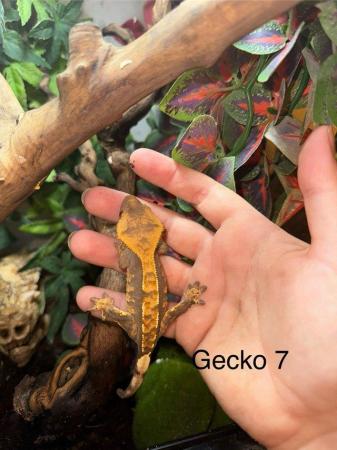 Image 9 of Crested Geckos for sale collection from Chingford.