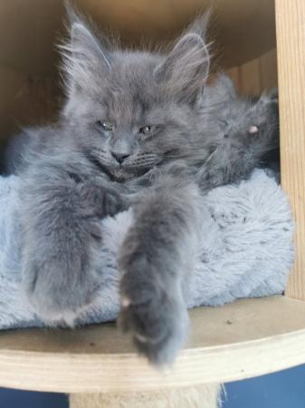 Image 6 of Maine Coon kittens. Registered. Health tested