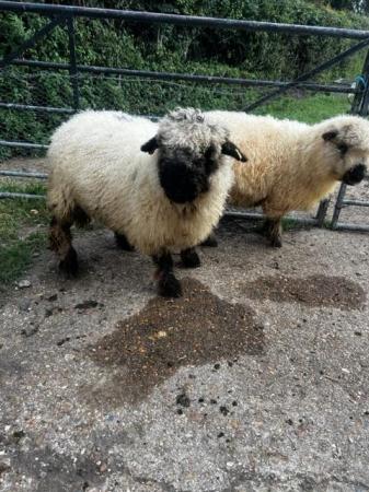 Image 3 of Silvernose Valais Ewes and Wethers for sale