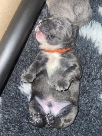 Image 6 of ***ALL SOLD*** - Stunning blue French bulldogs KC registered