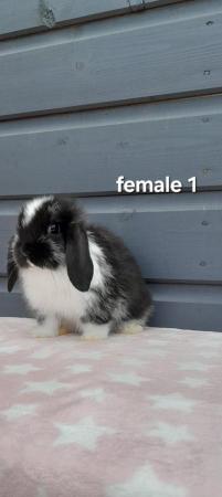 Image 7 of Gorgeous mini lop rabbits ready now