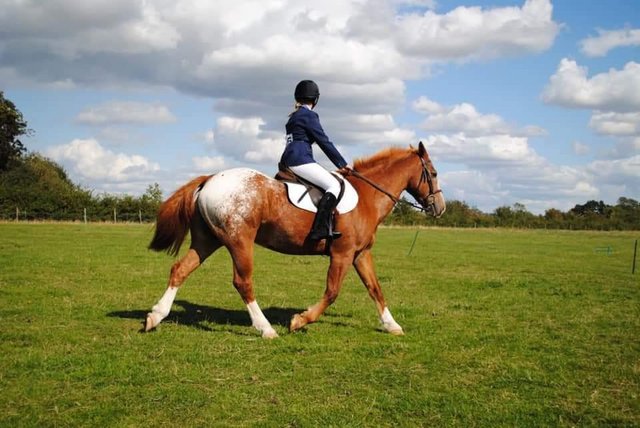 Image 3 of Horse for loan Peterborough