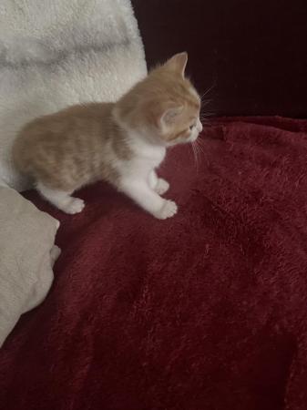 Image 3 of Beautiful ginger kittens for sale