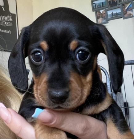 Image 8 of Stunning Miniature dachshund girls kc registered