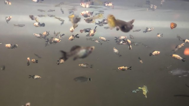 Image 3 of Tropical Molly fish babies (fry)