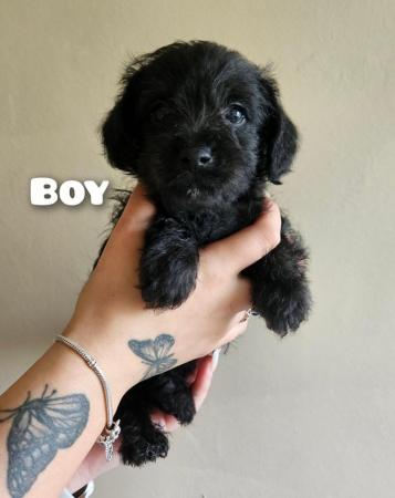 Image 4 of Border terrier x miniature poodle (last 2 boys)