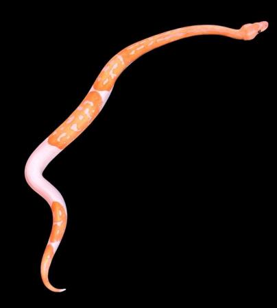 Image 4 of Albino Lavender Pied ‘Dreamsicle’ Royal pythons