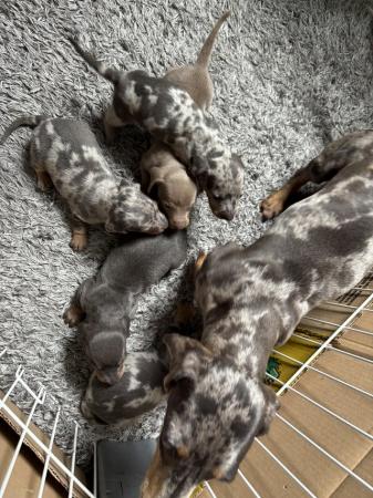Image 5 of 4 week old miniature dachshunds