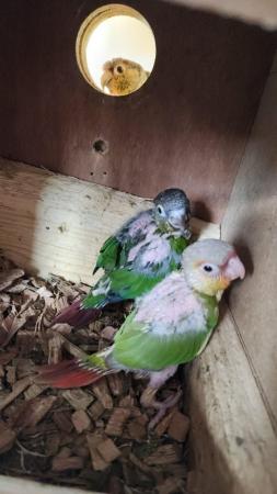 Image 2 of Baby Pineapple Green Cheek ConureREADY TO LEAVE