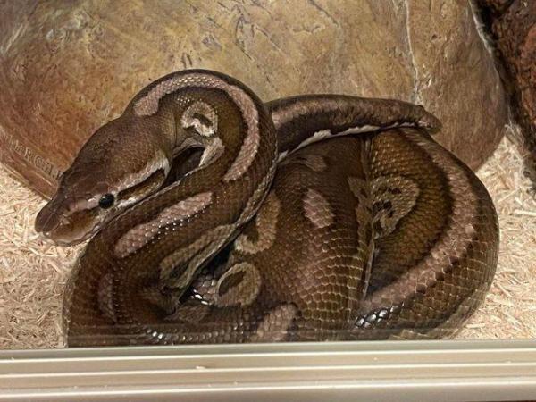 Image 4 of Pewter Royal (Ball) Python 2013, Male, Healthy
