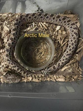 Image 7 of Hognose snake for sale (Collection only)