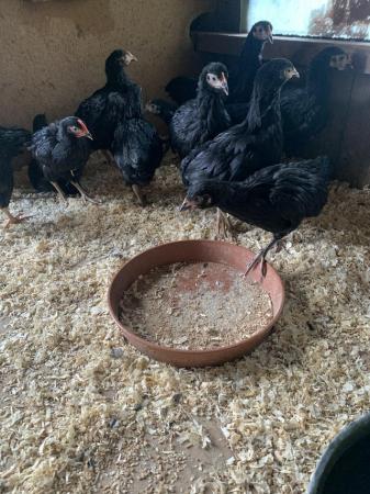Image 2 of Black rock hens (bantams