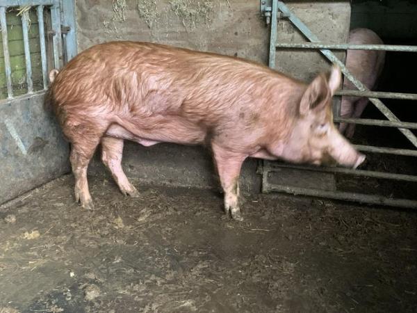 Image 3 of Pedigree Tamworth boar for sale