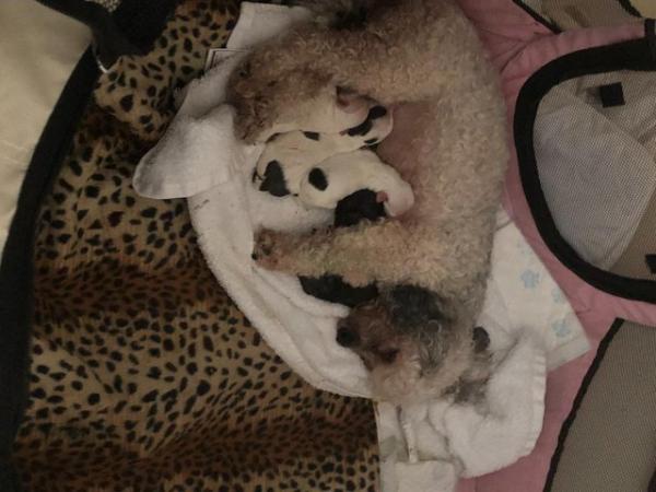Image 2 of Poodle x Chihuahua Puppies