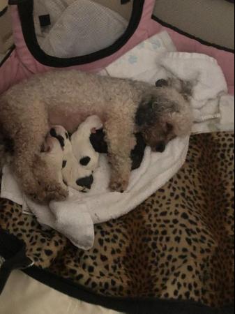 Image 2 of Poodle x Chihuahua Puppies