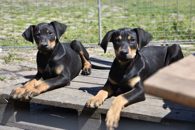 Preview of the first image of F1 dobermann X leopard dog puppies.