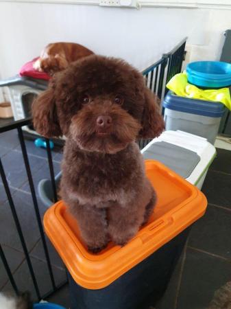 Image 8 of kc reg tiny chocolate toy poodle for stud only