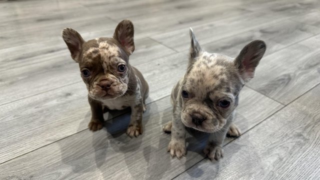 Image 1 of French bulldog puppies 9 weeks old